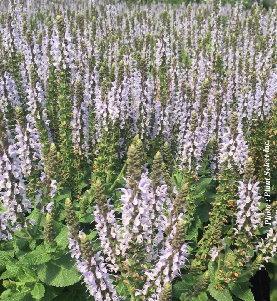 Salvia Nemorosa Bumblesky G Groupe Jardin Pro Centre Jardin