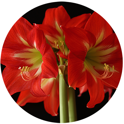 amaryllis 1860691