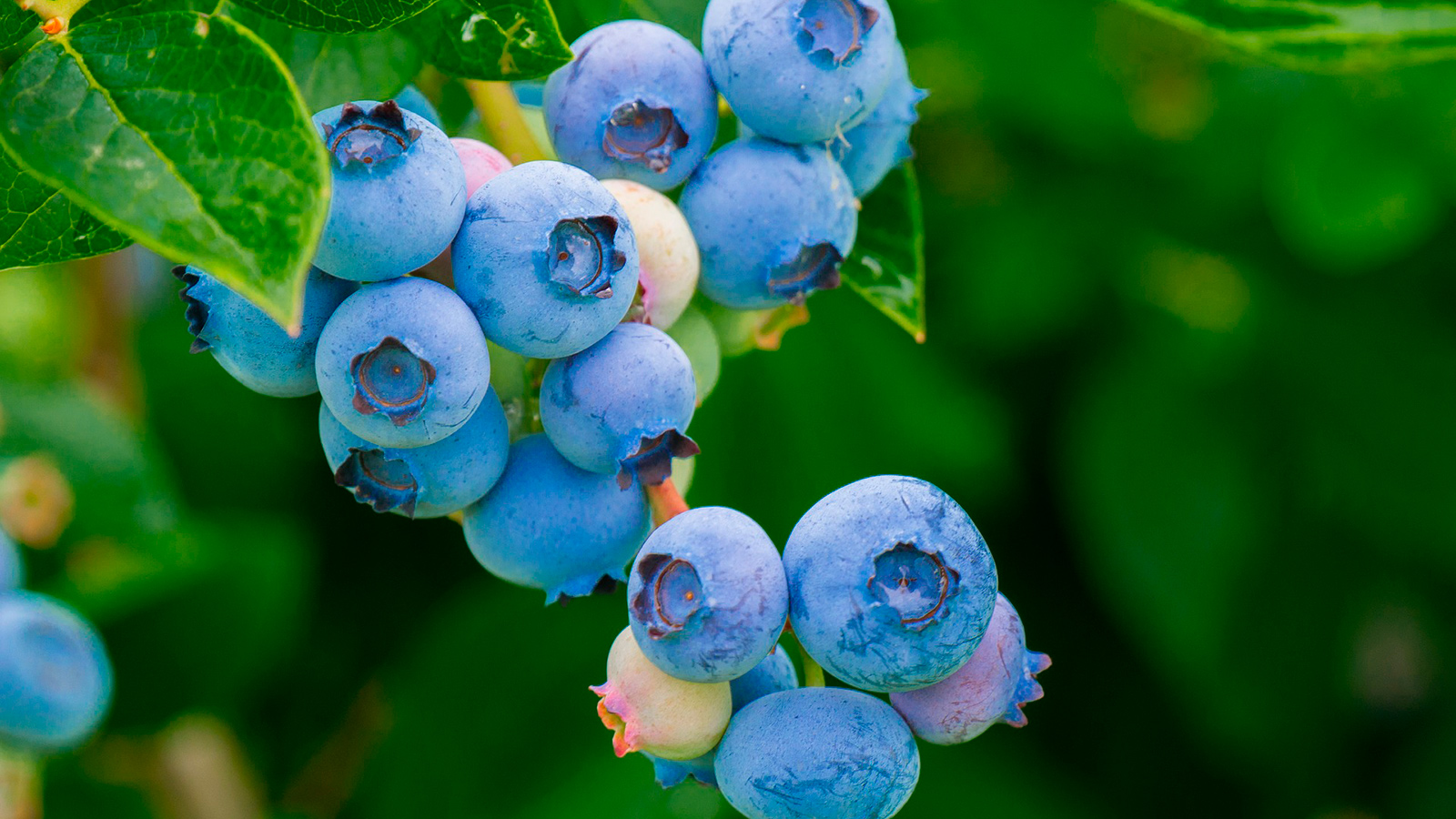 bleuets petits fruits jardin pro