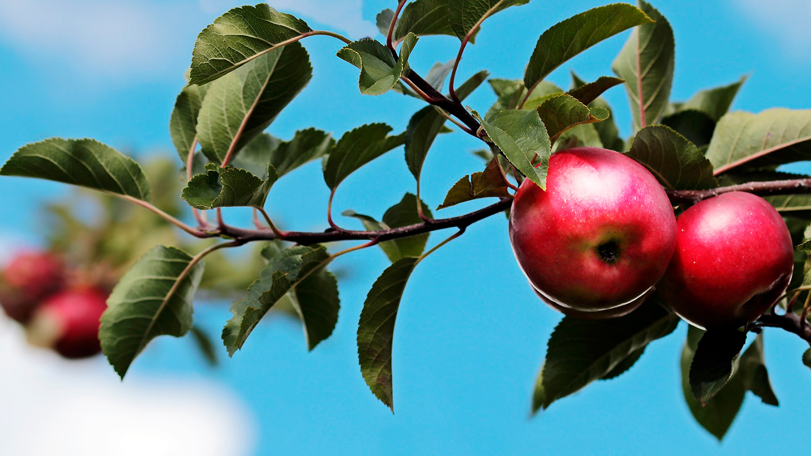 pommiers arbres fruitiers jardin pro