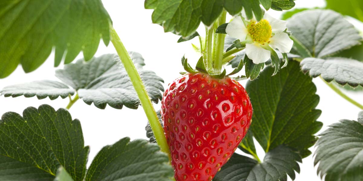 Le secret pour faire pousser de belles fraises à la maison - Jardin Pro -  Centre jardin, entretien et aménagement paysager