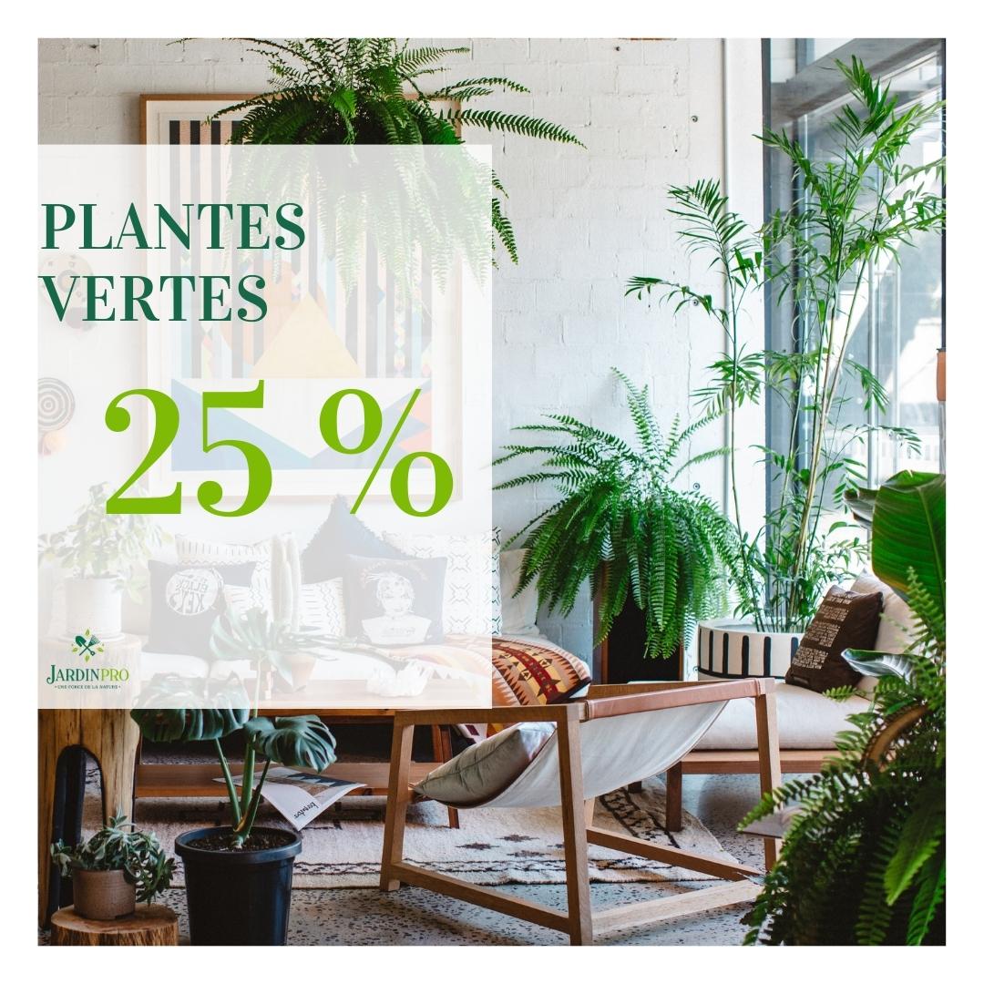 2022 09 02 plantes vertes