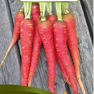 69 1882 carotte rouge