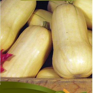 69 4618 courge dhiver butternut bio