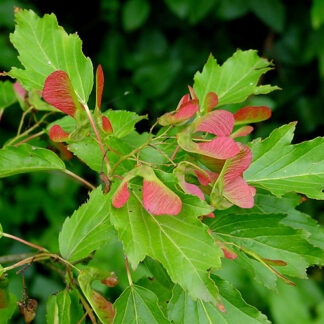 acer ginnala public domain