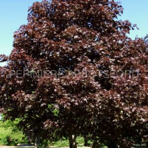 acer platanoides royal red abbotsford