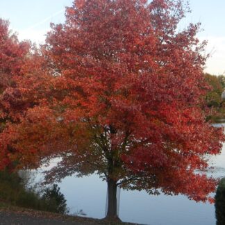 acer rubrum