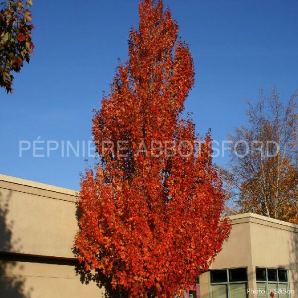 acer rubrum armstrong abbotsford