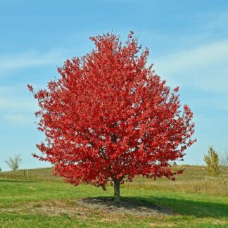 acer rubrum red sunset dominique savio