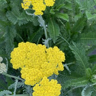 achillea millefolium moonshine jardinpro