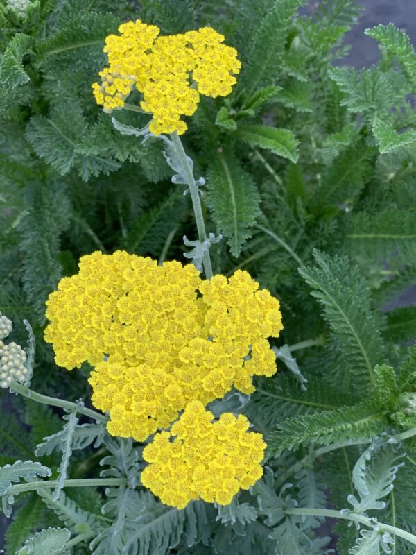 achillea millefolium moonshine jardinpro