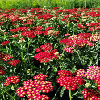 achillea millefolium sassy summer sangria plantselect