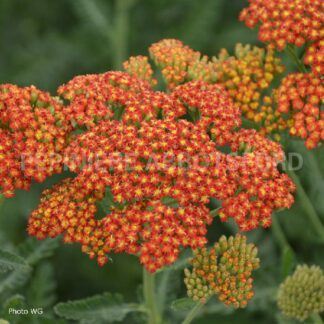 achillea millefolium sassy summer sunset