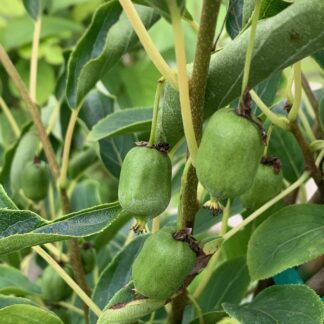 actinidia arguta issai jardinpro 1