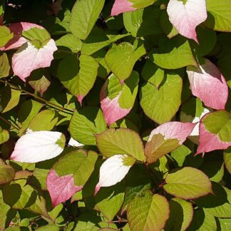 actinidia kolomikta arctic beauty ralf roletschek cc by sa 3.0 wikimedia commons