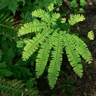 adiantum pedatum wiki