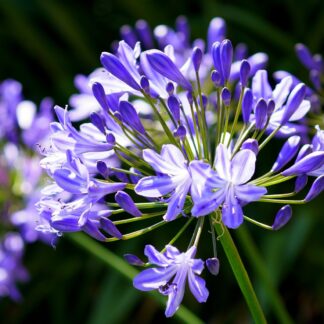 agapanthus pix