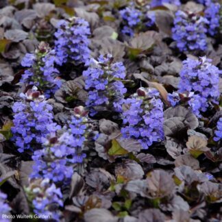 ajuga reptans black scallop walters garden