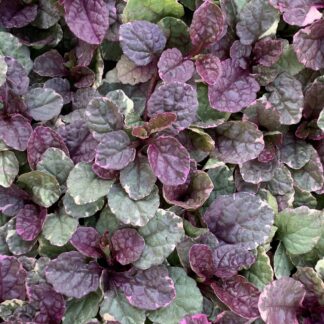 ajuga reptansburgundyglow jardinpro 2