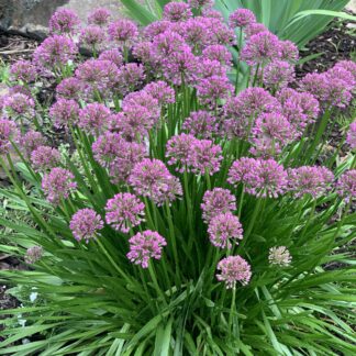 allium millenium jardinpro