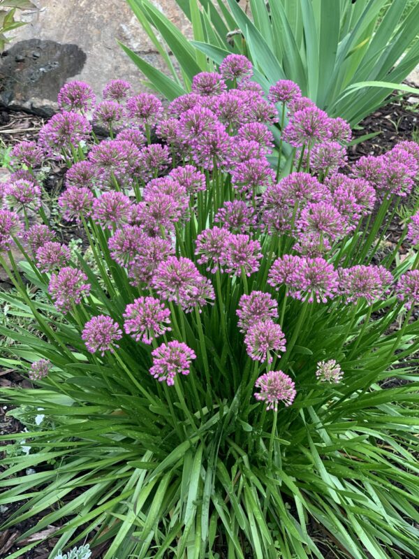 allium millenium jardinpro