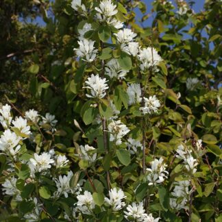 amelanchier alnifolia walter siegmund cc by sa 3.0 wikimedia commons