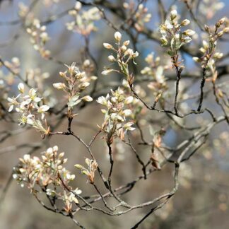 amelanchier canadensis fleurs 1