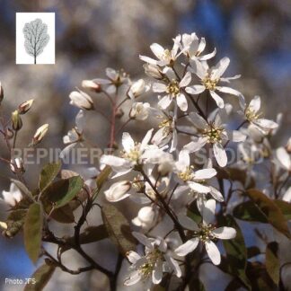 amelanchier x garndiflora autumn brillance abbotsford