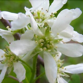 amelanchier canadensis flowers public domain wiki