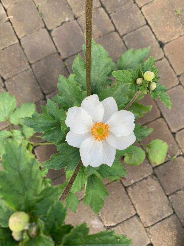 anemone honorine jobert jardinpro 2