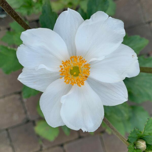 anemone honorine jobert jardinpro 3