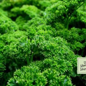apersil frise curled parsley