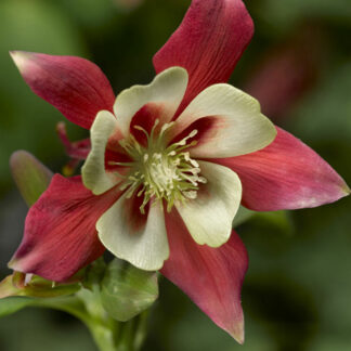 aquilegia kirigami red white plantselect