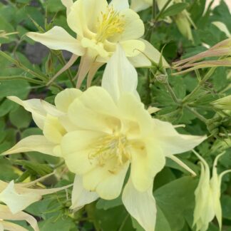 aquilegia kirigami yellow jardinpro