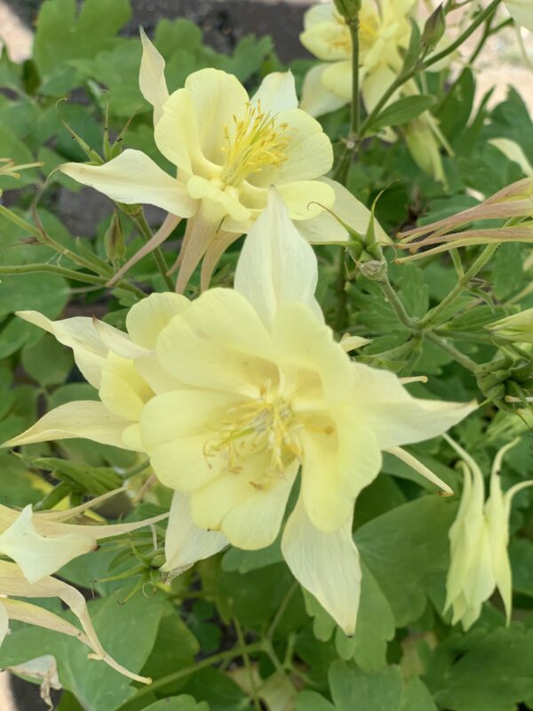 aquilegia kirigami yellow jardinpro