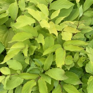 aralia cordata sun king jardinpro