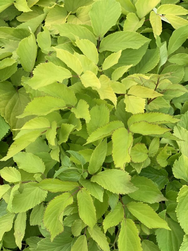 aralia cordata sun king jardinpro