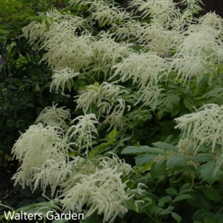 aruncus dioicus walters garden