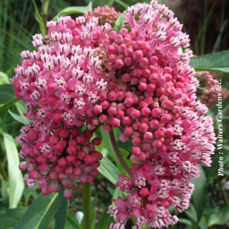 asclepias incarnata cinderella plantselect