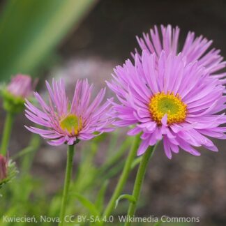 aster alpinus happy end agnieszka kwiecien cc by sa 4.0 wikimedia commons