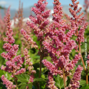 astilbe chinensis vision in pink plantselect 1