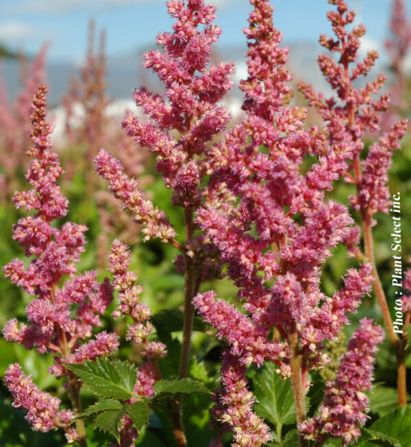 astilbe chinensis vision in pink plantselect 1