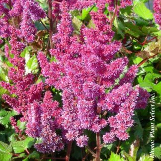 astilbe chinensis vision in red plantselect