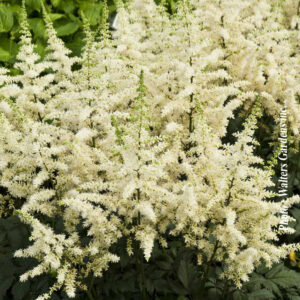 astilbe chinensis vision in white plantselect