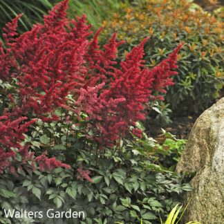 astilbe fanal walters gardens