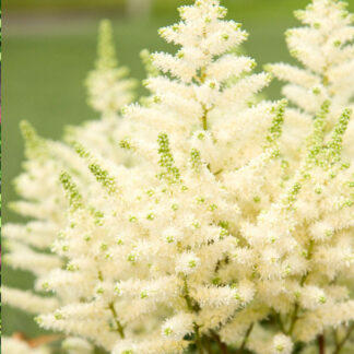 astilbe younique white plantselect