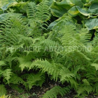 athyrium filix femina abbotsford