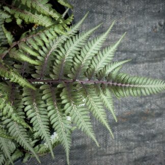 athyrium niponicum metallicum jardinpro 1