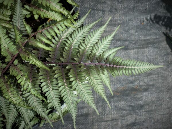 athyrium niponicum metallicum jardinpro 1