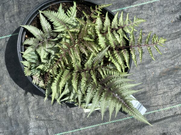 athyrium niponicum metallicum jardinpro 2